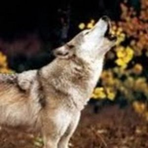 Meet your Posher, Abigail